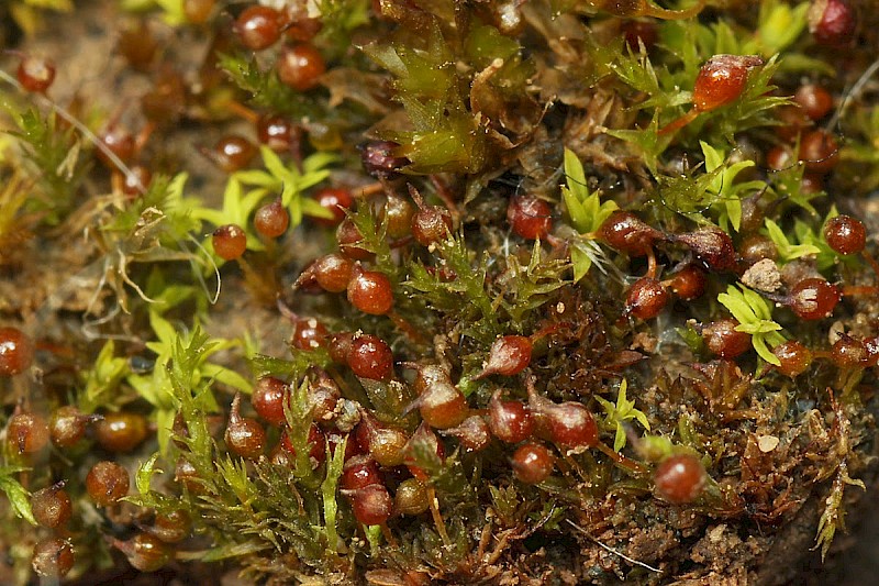 Microbryum rectum - © Barry Stewart