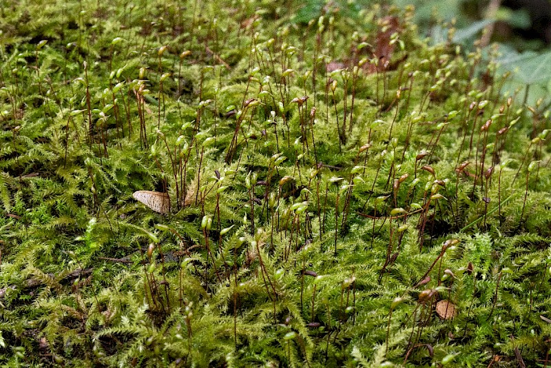 Brachytheciastrum velutinum - © Charles Hipkin