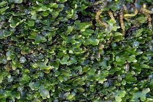 Riccardia latifrons Bog Germanderwort