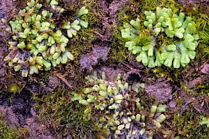 Riccia glauca Glaucous Crystalwort