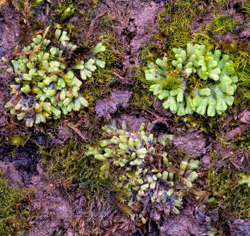 Riccia glauca - © Charles Hipkin