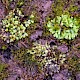 Riccia glauca