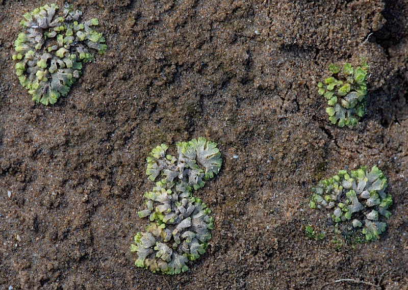 Riccia cavernosa - © Charles Hipkin