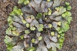 Riccia cavernosa Cavernous Crystalwort