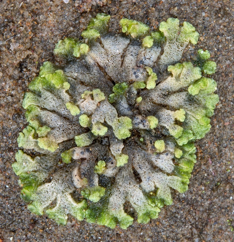 Riccia cavernosa - © Charles Hipkin