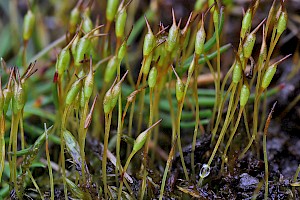 Hennediella heimii Heim's Pottia