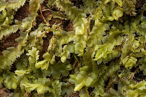 Lophocolea heterophylla Variable-leaved Crestwort