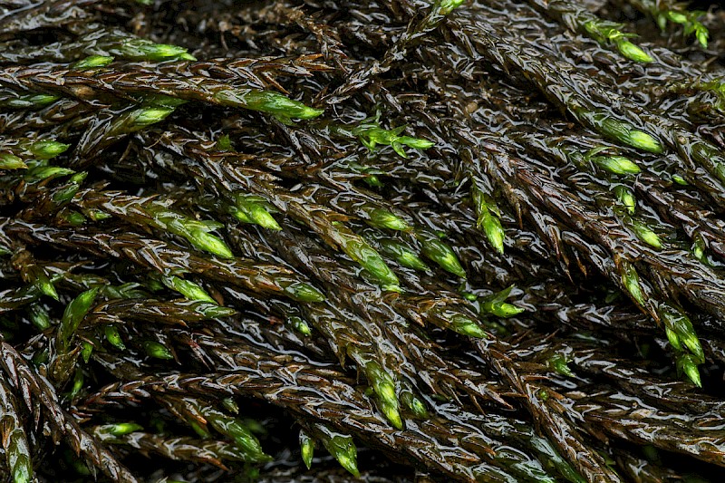 Hygroamblystegium fluviatile - © Barry Stewart