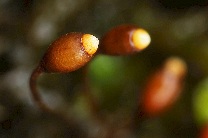 Sciuro-hypnum plumosum - © Barry Stewart