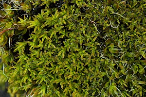 Pseudocrossidium revolutum Revolute Beard-moss