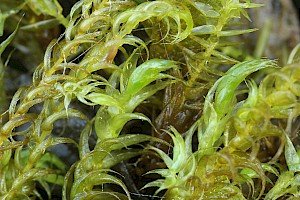 Drepanocladus lycopodioides Large Hook-moss