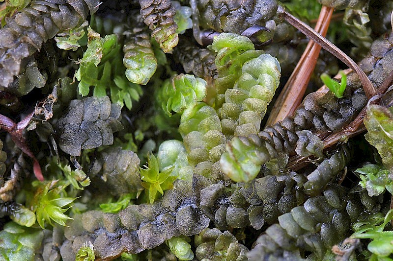 Calypogeia muelleriana - © Barry Stewart