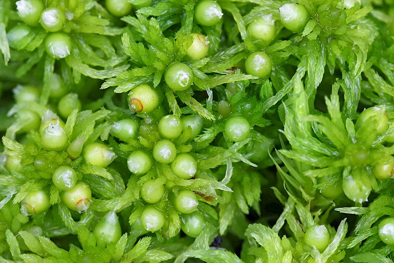 Sphagnum fimbriatum - © Barry Stewart