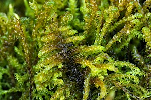 Palustriella commutata Curled Hook-moss