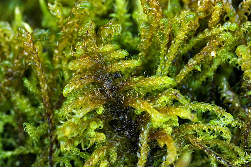 Palustriella commutata - © Barry Stewart