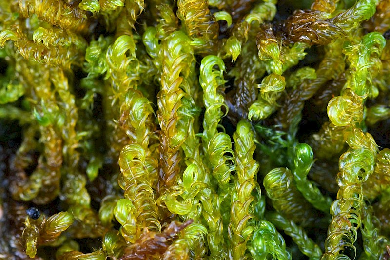 Scorpidium cossonii - © Barry Stewart