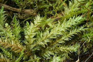 Plagiothecium denticulatum Dented Silk-moss