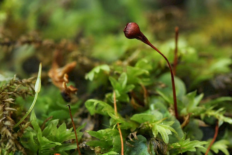 Entosthodon obtusus - © Barry Stewart