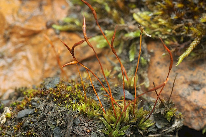 Tortula subulata - © Barry Stewart