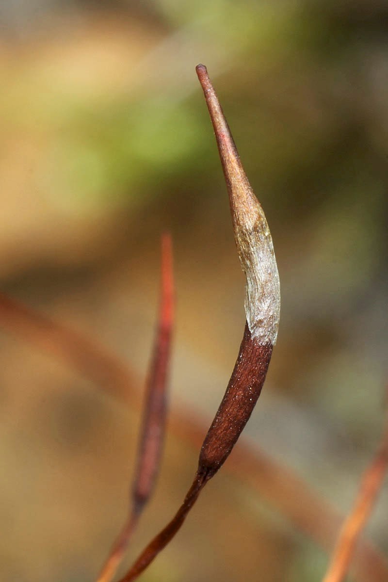 Tortula subulata - © Barry Stewart