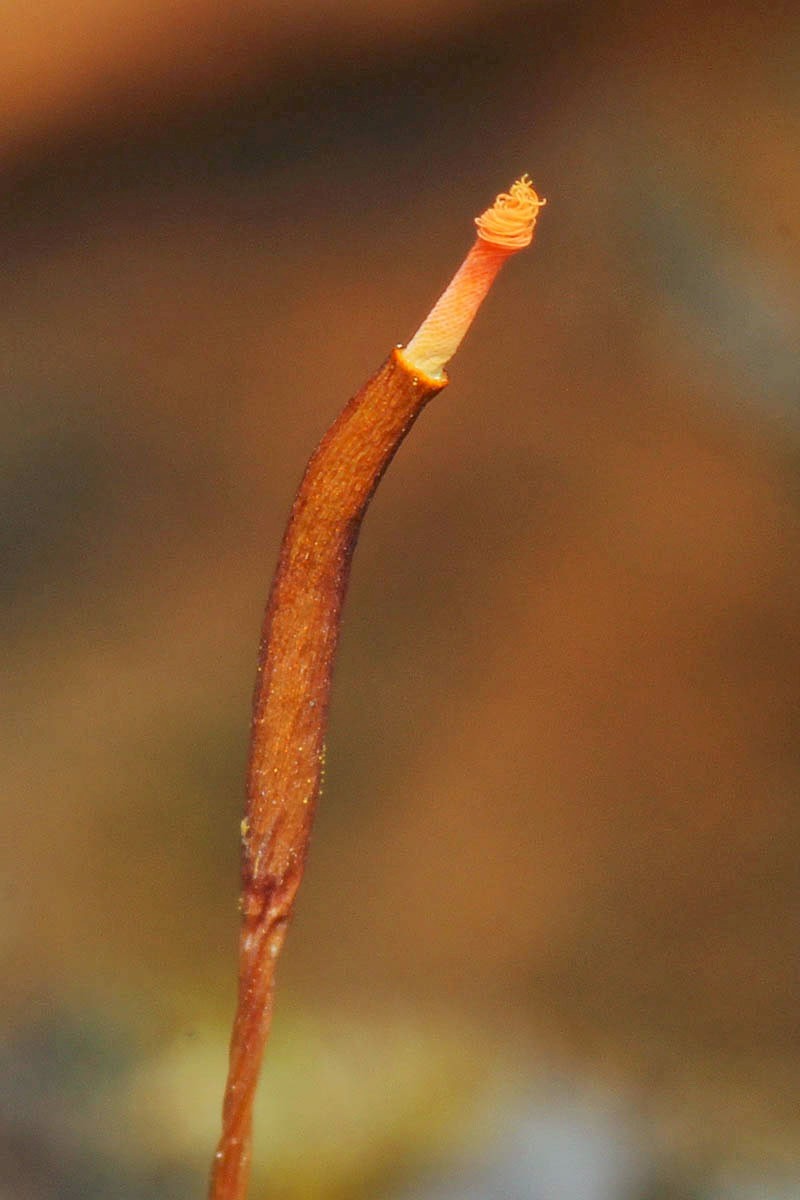 Tortula subulata - © Barry Stewart