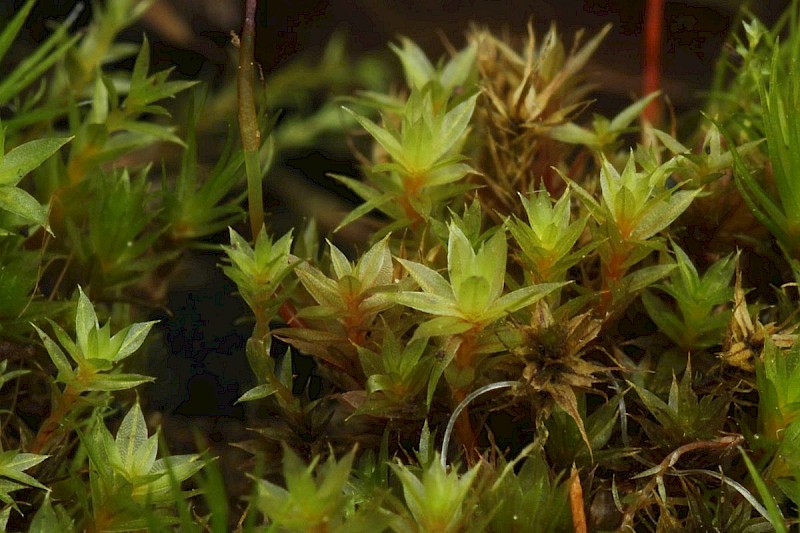 Bryum bornholmense - © Barry Stewart