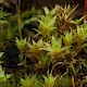 Bryum bornholmense