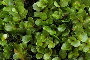 Rhizomnium punctatum Dotted Thyme-moss