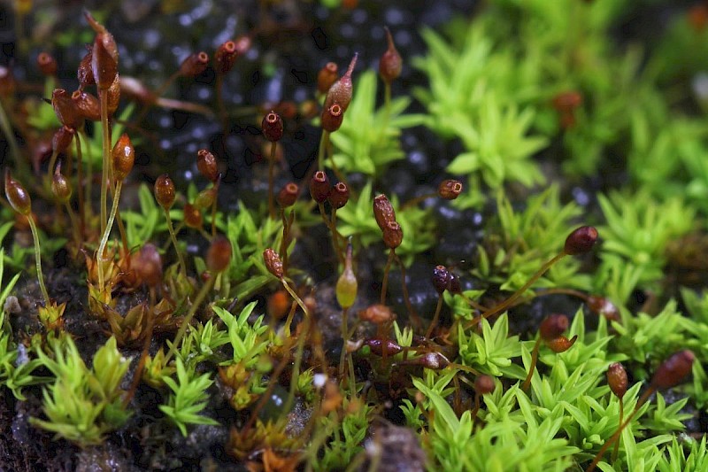 Microbryum starckeanum - © Barry Stewart