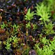 Microbryum starckeanum