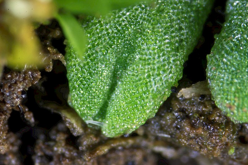 Riccia subbifurca - © Barry Stewart