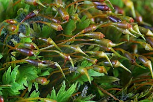 Fissidens dubius Rock Pocket-moss