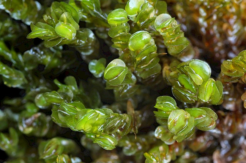 Nardia compressa - © Barry Stewart