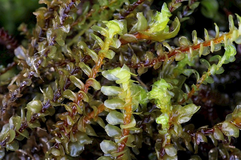 Scapania gracilis - © Barry Stewart