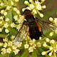 Crithmum maritimum