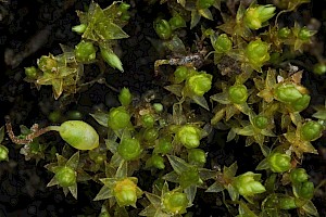 Bryum gemmiferum Small-bud Bryum