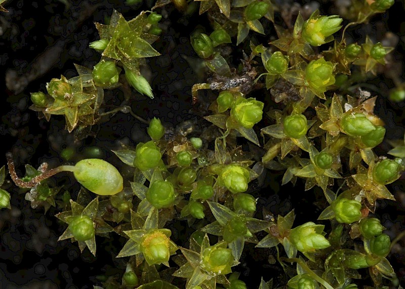 Bryum gemmiferum - © Barry Stewart