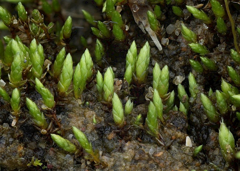 Bryum gemmiferum - © Barry Stewart