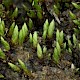 Bryum gemmiferum