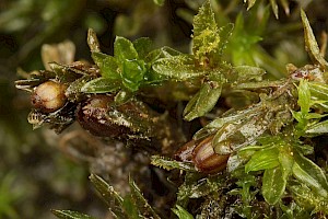 Orthotrichum sprucei Spruce's Bristle-moss