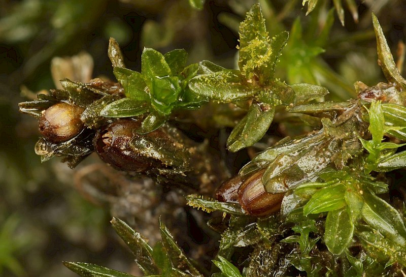 Orthotrichum sprucei - © Barry Stewart