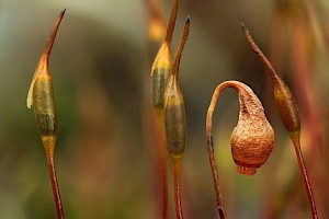 Bryum warneum Sand Thread-moss