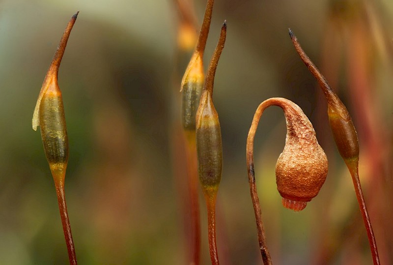 Bryum warneum - © Barry Stewart