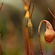 Bryum warneum