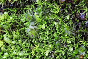 Scapania cuspiduligera Untidy Earwort