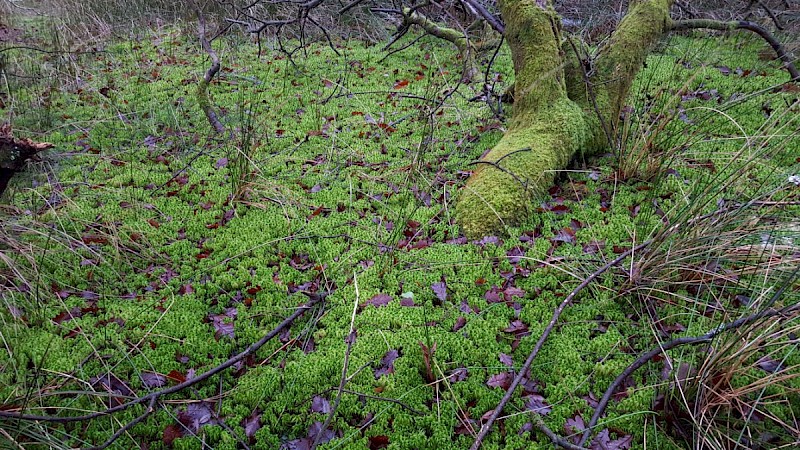 Sphagnum squarrosum - © Barry Stewart