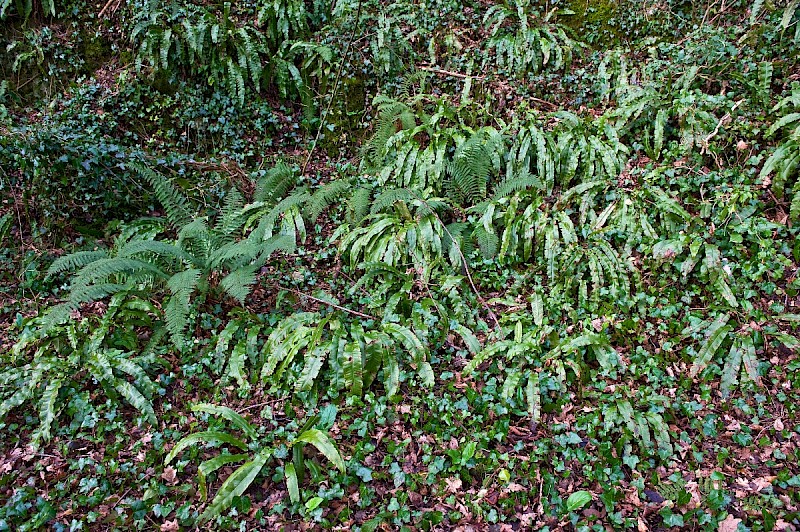 Asplenium scolopendrium - © Charles Hipkin