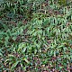 Asplenium scolopendrium