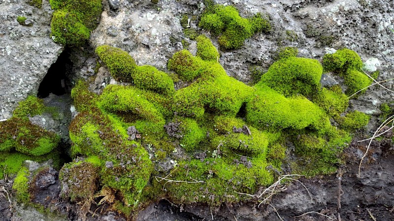 Weissia controversa var. densifolia - © Barry Stewart