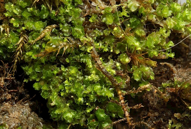 Cephaloziella calyculata - © Barry Stewart